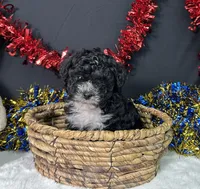 Kara, a female Maltipoo for sale in Plainville, IN – 2 of 8