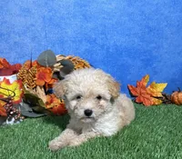 Holly, a female Maltipoo for sale in Plainville, IN – 5 of 6