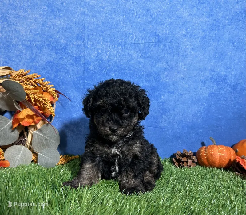 Willow  – Poodle - Toy  puppy for sale in Plainville, IN
