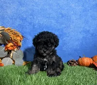 Willow , a female Poodle - Toy  for sale in Plainville, IN – 1 of 6