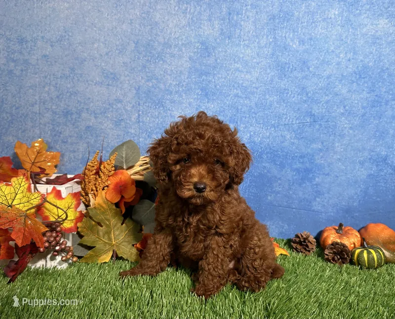 Luna – Poodle - Toy  puppy for sale in Plainville, IN