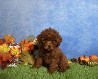 Luna, a female Poodle - Toy  for sale in Plainville, IN – 1 of 6