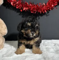 Morgan, a male Poodle - Miniature  for sale in Plainville, IN – Photo 6 of 7