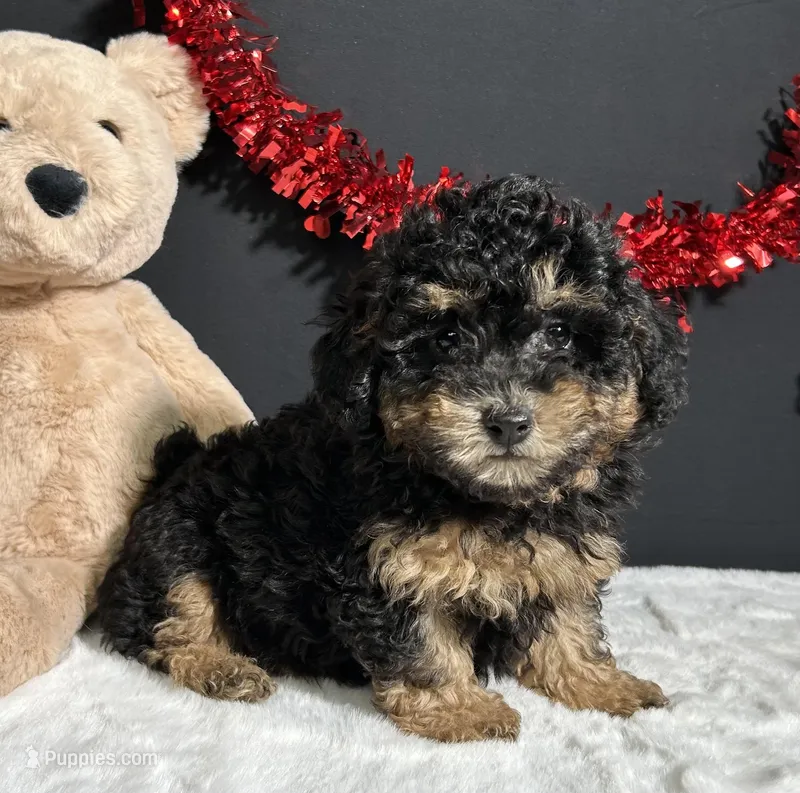 Morgan – Poodle - Miniature  puppy for sale in Plainville, IN