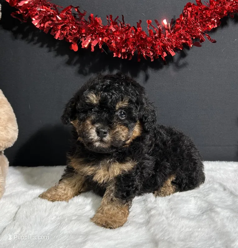 Morgan – Poodle - Miniature  puppy for sale in Plainville, IN