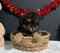 Morgan, a male Poodle - Miniature  for sale in Plainville, IN – Photo 5 of 7