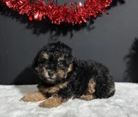 Morgan, a male Poodle - Miniature  for sale in Plainville, IN – Photo 2 of 7