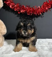 Morgan, a male Poodle - Miniature  for sale in Plainville, IN – Photo 7 of 7