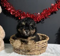 Morgan, a male Poodle - Miniature  for sale in Plainville, IN – Photo 3 of 7