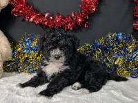 Kara, a female Maltipoo for sale in Plainville, IN – 4 of 8