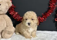 Buster, a male Poodle - Miniature  for sale in Plainville, IN – 6 of 8