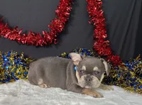 Winston, a male French Bulldog for sale in Plainville, IN – 3 of 6