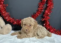 Ellie, a female Poodle - Miniature  for sale in Plainville, IN – 3 of 7