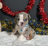 Louie, a male English Bulldog and Beagle for sale in Plainville, IN – 2 of 8