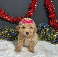 Maddie, a female Poodle - Miniature  for sale in Plainville, IN – 8 of 9