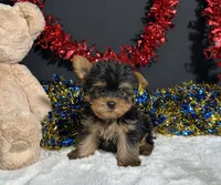 Nugget, a male Yorkshire Terrier for sale in Plainville, IN – 4 of 6