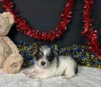 Sandy, a male Rat Terrier and Yorkshire Terrier for sale in Plainville, IN – 3 of 3