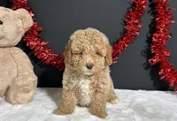 Bandit, a male Poodle - Miniature  for sale in Plainville, IN – 6 of 9