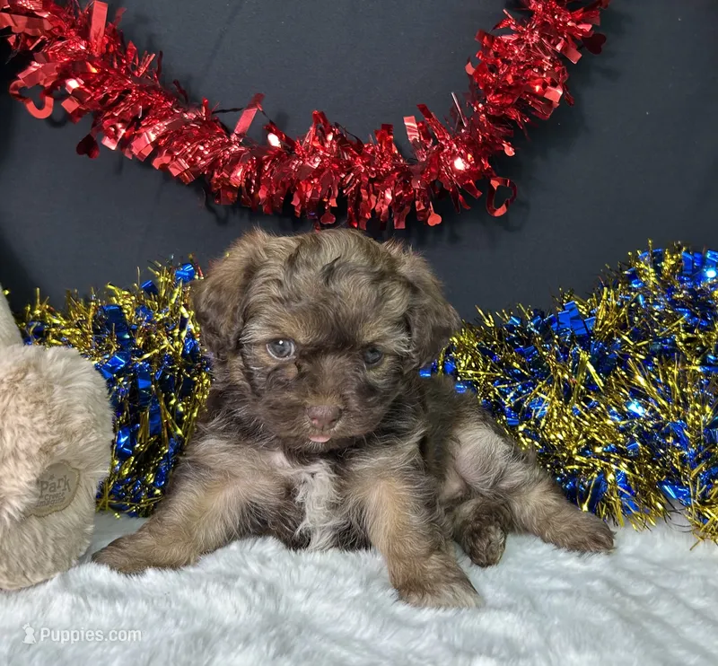 Lilly – Maltipoo puppy for sale in Plainville, IN