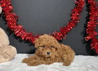 Lucy, a female Poodle - Toy  for sale in Plainville, IN – 2 of 8