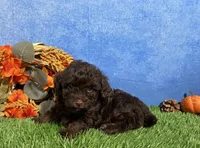 Tulip, a female Yorkipoo for sale in Plainville, IN – 3 of 8
