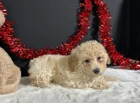 Ella, a female Poodle - Miniature  for sale in Plainville, IN – 4 of 5