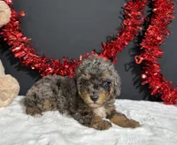 Millie, a female Poodle - Miniature  for sale in Plainville, IN – 5 of 6