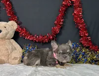 Kiki, a female French Bulldog for sale in Plainville, IN – 4 of 7