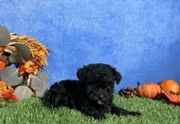 Chloe, a female Poodle - Toy  for sale in Plainville, IN – 4 of 6