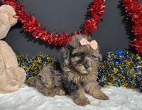 Sherri, a female Poodle - Miniature  for sale in Plainville, IN – 5 of 8