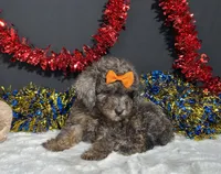 Pluto, a male Poodle - Miniature  for sale in Plainville, IN – 7 of 8