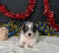 Sandy, a male Rat Terrier and Yorkshire Terrier for sale in Plainville, IN – 2 of 3
