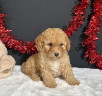 Emery, a male Poodle - Toy  for sale in Plainville, IN – 4 of 7