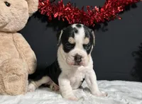Ginger, a female English Bulldog and Beagle for sale in Plainville, IN – Photo 6 of 8