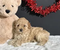 Sadie, a female Poodle - Miniature  for sale in Plainville, IN – Photo 5 of 6