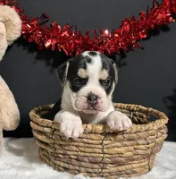 Ginger, a female English Bulldog and Beagle for sale in Plainville, IN – Photo 7 of 8