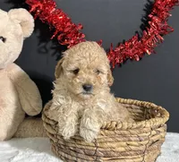 Sadie, a female Poodle - Miniature  for sale in Plainville, IN – Photo 3 of 6