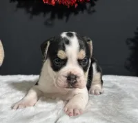 Ginger, a female English Bulldog and Beagle for sale in Plainville, IN – Photo 2 of 8
