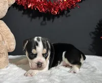 Ginger, a female English Bulldog and Beagle for sale in Plainville, IN – Photo 4 of 8