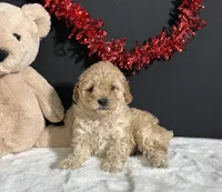 Sadie, a female Poodle - Miniature  for sale in Plainville, IN – Photo 4 of 6