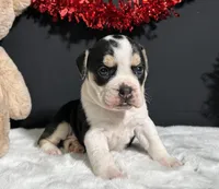 Ginger, a female English Bulldog and Beagle for sale in Plainville, IN – Photo 1 of 8