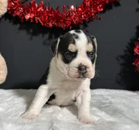 Ginger, a female English Bulldog and Beagle for sale in Plainville, IN – Photo 5 of 8
