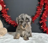 Bandit, a male Poodle - Miniature  for sale in Plainville, IN – 3 of 5