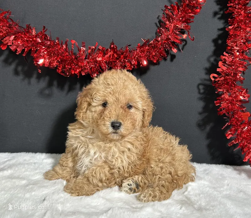 Bingo – Poodle - Toy  puppy for sale in Plainville, IN