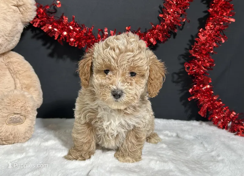 Addie – Poodle - Toy  puppy for sale in Plainville, IN