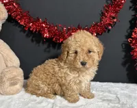 Bingo, a male Poodle - Toy  for sale in Plainville, IN – Photo 4 of 7