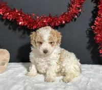 Beverly, a female Poodle - Miniature  for sale in Plainville, IN – Photo 6 of 6