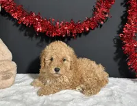 Bingo, a male Poodle - Toy  for sale in Plainville, IN – Photo 5 of 7