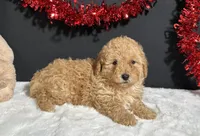 Bingo, a male Poodle - Toy  for sale in Plainville, IN – Photo 3 of 7