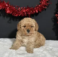 Andrea, a female Poodle - Miniature  for sale in Plainville, IN – Photo 4 of 5
